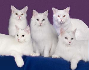 White Maine Coon Cats