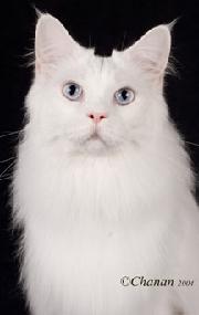 blue eyed white Maine Coon Cat