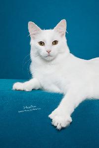 White Maine Coon Cat Poly