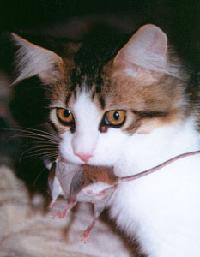 Brwon Tabby & White Maine Coon Cat Poly with a real mouse