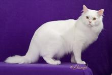 Gold Eyed White Maine Coon Cat