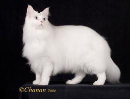 Blue eyed white Maine Coon Cat