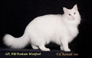 blue eyed white Maine Coon Cat